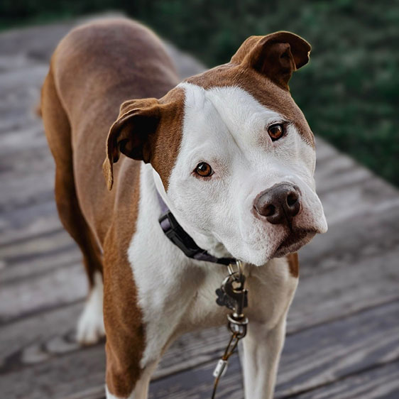 A photograph of a brown and white pitbull named Zella