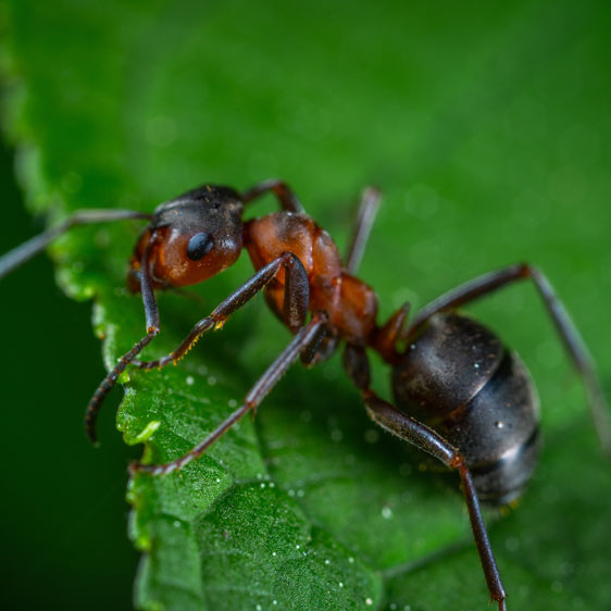 ant on a leaf