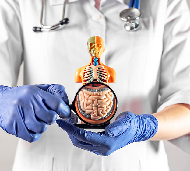 A health care provider wearing blue latex gloves and holding a model that highlights the digestive system, including the colon.